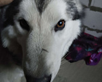Собаки в Ногинске: Хаски Мальчик, Бесплатно - фото 5