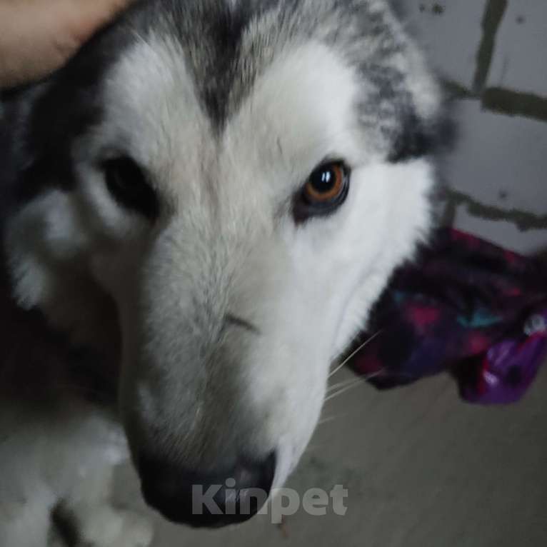 Собаки в Ногинске: Хаски Мальчик, Бесплатно - фото 5