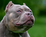 Собаки в Нижнем Новгороде: Вязка американского булли покет Мальчик, 100 000 руб. - фото 4