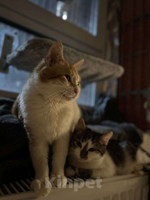 Кошки в Балашихе: Бабл Ти и Котя в одни руки Девочка, Бесплатно - фото 3