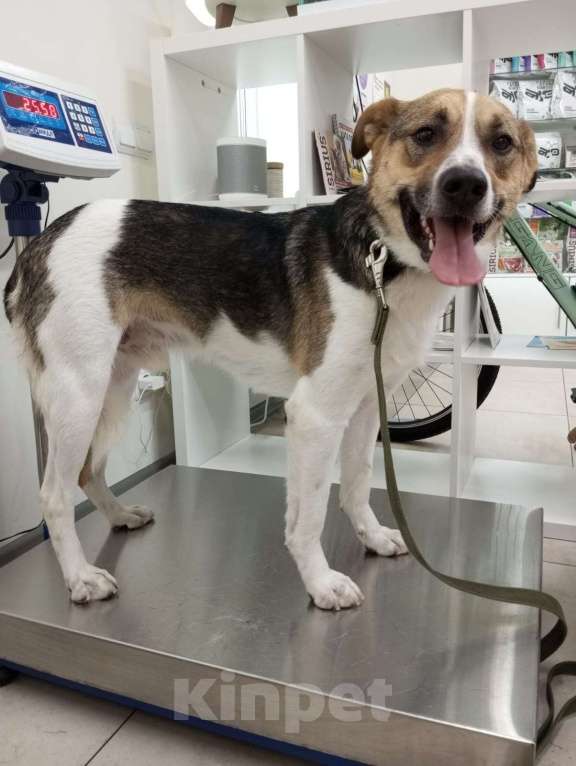 Собаки в Санкт-Петербурге: Отдам собаку бесплатнор Мальчик, Бесплатно - фото 4