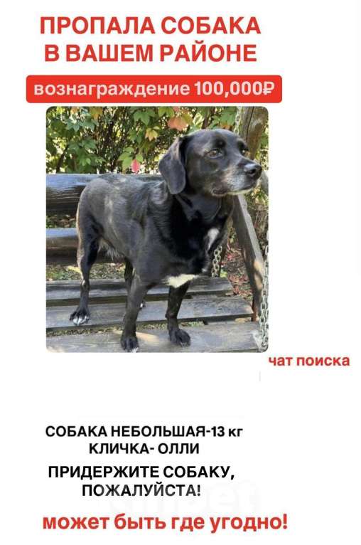 Собаки в Краснодаре: Пропала собака Девочка, 100 000 руб. - фото 1