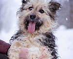 Собаки в Москве: Миниатюрный бородатик в добрые руки Мальчик, Бесплатно - фото 3