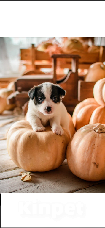 Собаки в Симферополе: Шикарный мальчик Джек Рассел терьер  Мальчик, 30 000 руб. - фото 1