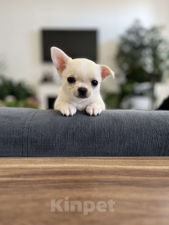 Собаки в других городах Владимирской области: Щенок чихуахуа к/ш, красивый мальчик Мальчик, 35 000 руб. - фото 2