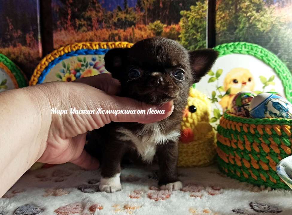 Собаки в Санкт-Петербурге: Жемчужина от Леона чихуахуа шоколадного окраса Девочка, 100 000 руб. - фото 2
