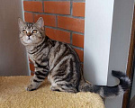 Кошки в Москве: Роскошный подрощенный шотландский котик скотиш-страйт Мальчик, 40 000 руб. - фото 4