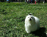 Собаки в Уфе: Вязка мальтезе, 10 000 руб. - фото 1