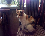 Кошки в Москве: Найдена маленькая трехцветная кошка. Девочка, 1 руб. - фото 2