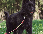 Собаки в Клине: Овчарка Грей Мальчик, Бесплатно - фото 7