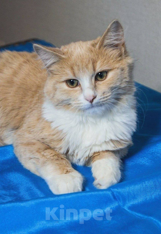 Кошки в Москве: Котенок Лир ищет дом Мальчик, Бесплатно - фото 4