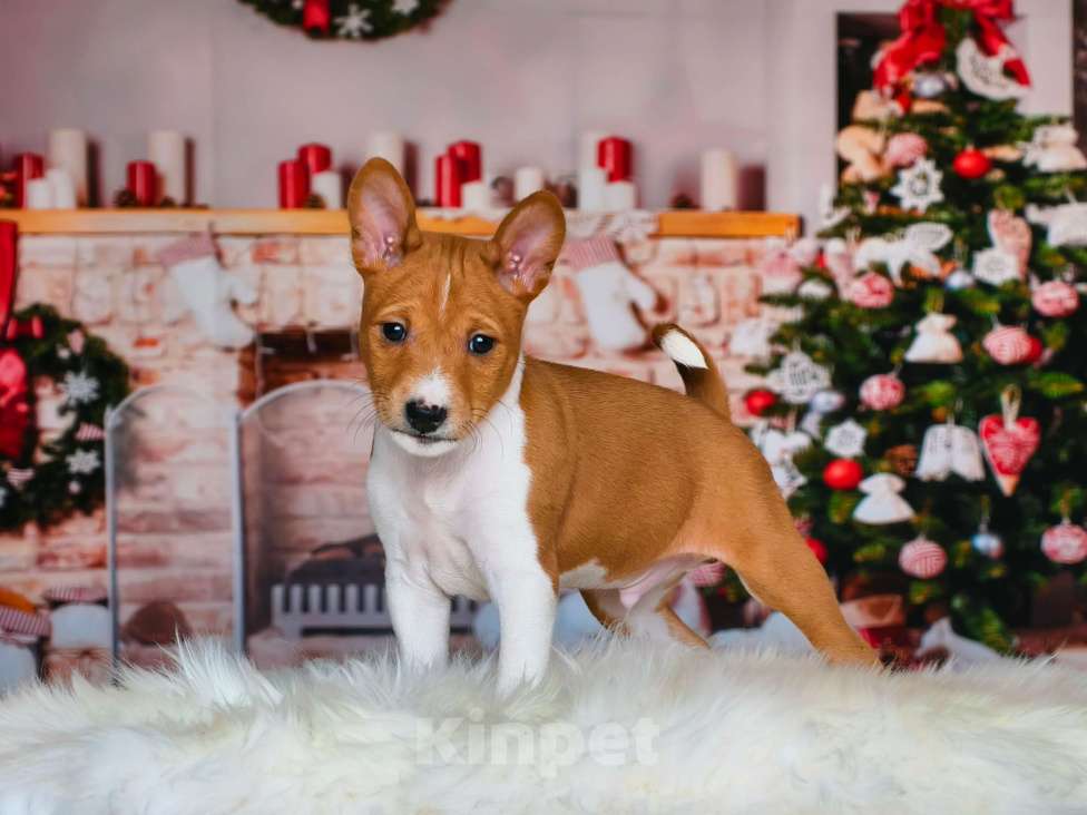 Собаки в Москве: ваш штурман по жизни Мальчик, Бесплатно - фото 3