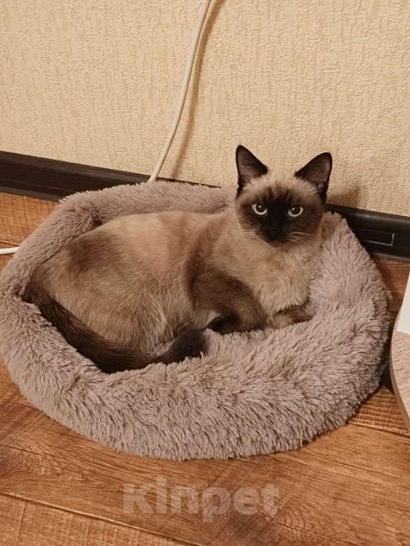 Кошки в Нижневартовске: Кошка Шанель Девочка, 2 000 руб. - фото 3