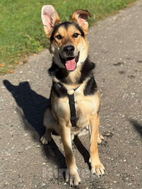 Собаки в Москве: Харди ушастый овчар Мальчик, Бесплатно - фото 3