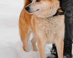Собаки в Санкт-Петербурге: Яркий спокойный Рыжик из приюта Мальчик, Бесплатно - фото 6