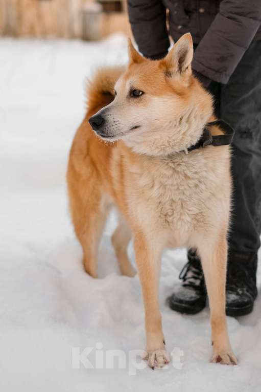 Собаки в Санкт-Петербурге: Яркий спокойный Рыжик из приюта Мальчик, Бесплатно - фото 6