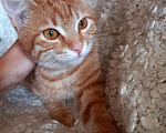 Кошки в Евпатории: Ярко-рыжая молодая кошечка Алиса в добрые руки Девочка, 1 руб. - фото 2
