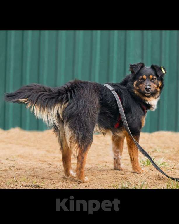 Собаки в других городах Московской области: Юная небольшая Марли ищет дом Девочка, Бесплатно - фото 7