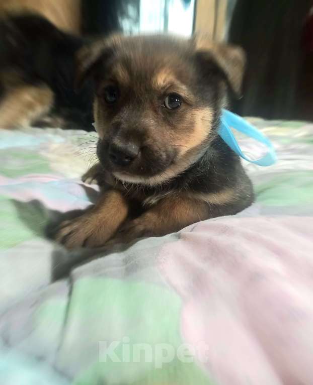 Собаки в Королеве: Щенок Лучик в дар, 2 месяца Мальчик, Бесплатно - фото 3