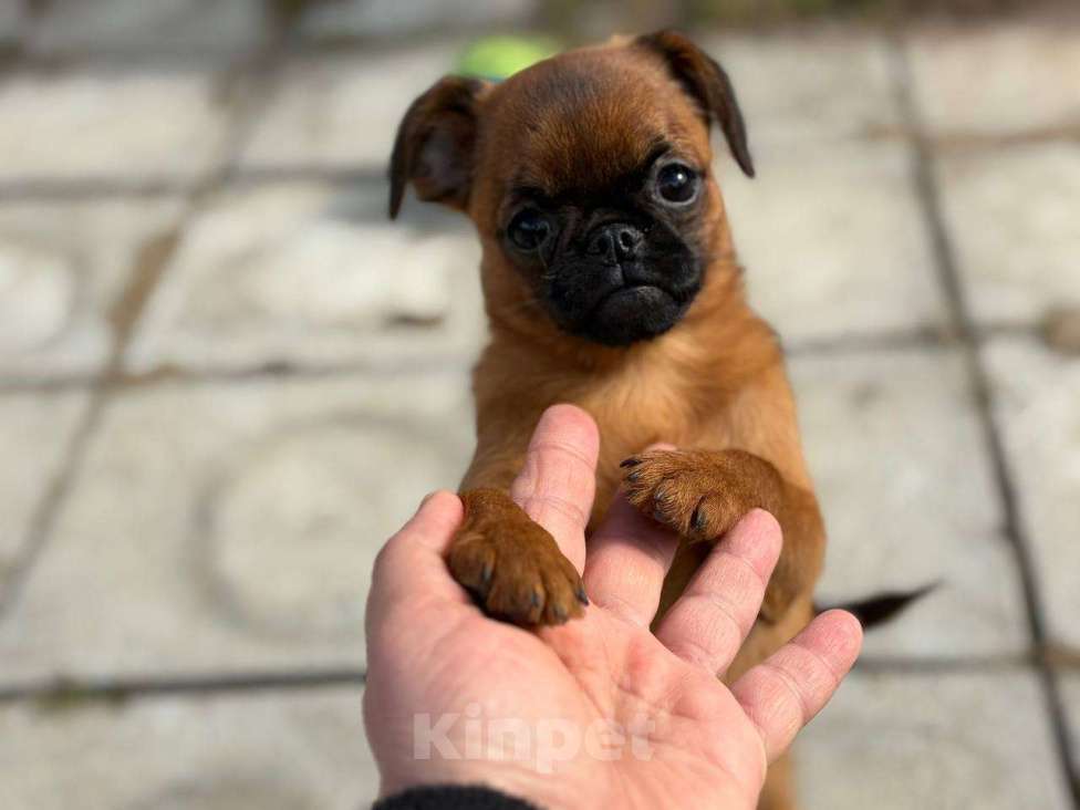 Собаки в Москве: Пти брабансон-собачка обезьянка Девочка, 80 000 руб. - фото 1