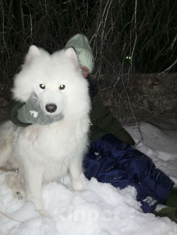 Собаки в Нижнем Новгороде: Отдам в добрые руки Девочка, 500 руб. - фото 1
