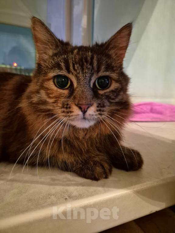 Кошки в Москве: Басилиса устала от безумных людей Девочка, Бесплатно - фото 9