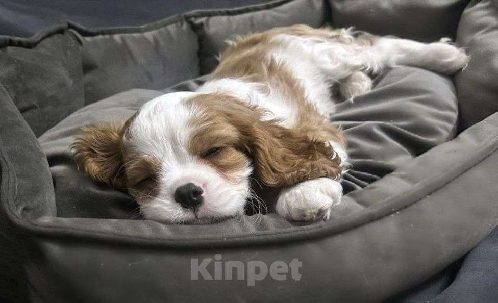 Собаки в Москве: щенки Кавалер Кинг Чарльз Спаниель, 2 месяца Мальчик, 70 000 руб. - фото 2