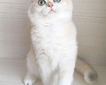 Кошки в Москве: Голубая золотая шиншилла Девочка, 40 000 руб. - фото 1