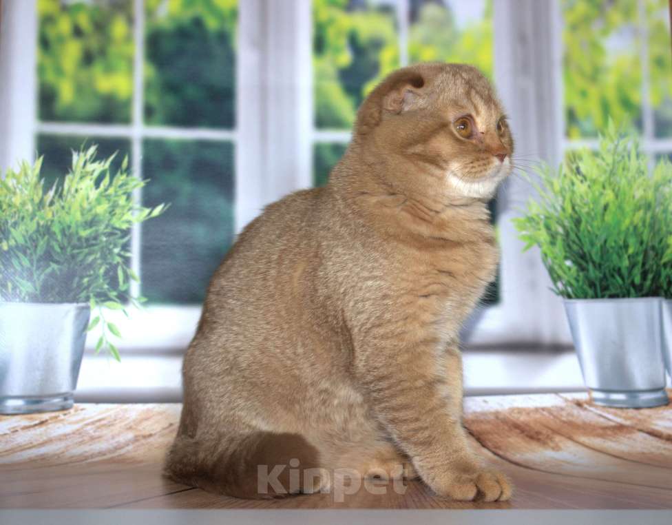 Кошки в Санкт-Петербурге: Шотландский вислоухий котенок  Мальчик, Бесплатно - фото 5