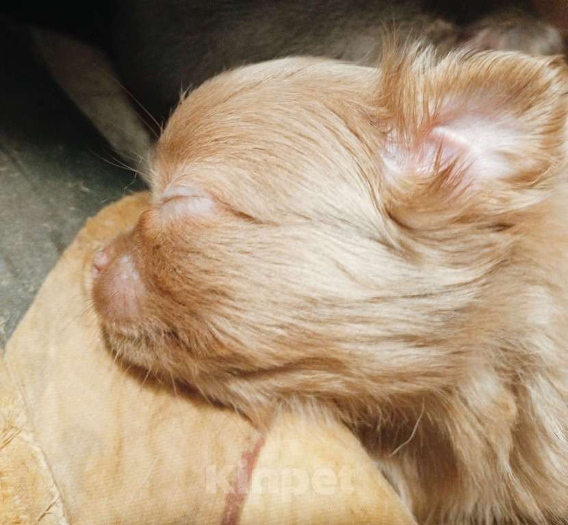 Собаки в Москве: Сука лилового окраса  Девочка, 22 000 руб. - фото 3