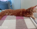 Кошки в других городах Тульской области: Котик мейн-кун Мальчик, 25 000 руб. - фото 4
