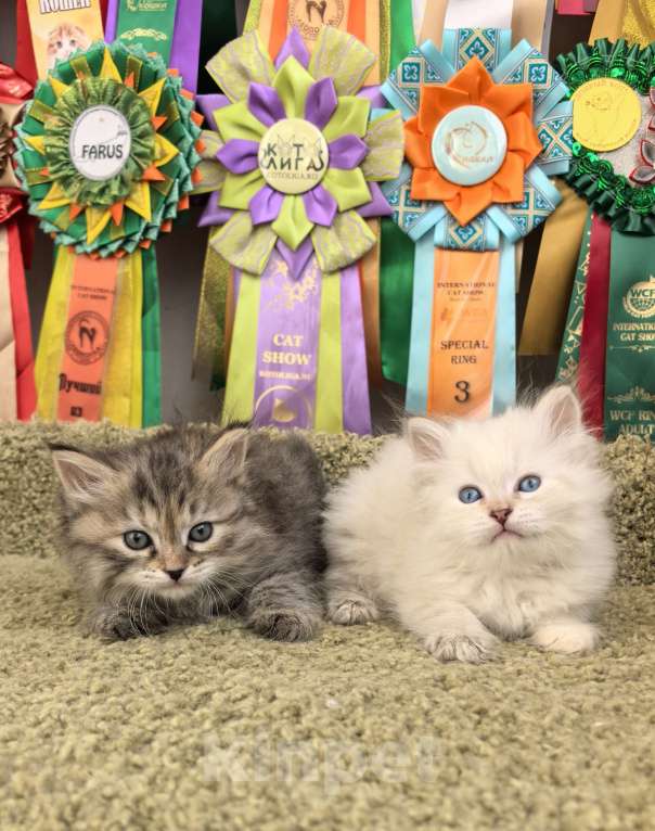 Кошки в Тюмени: Сибирские котята Девочка, 70 000 руб. - фото 2