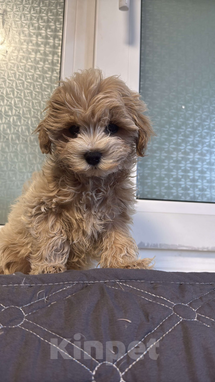 Собаки в Казани: Мальтипу F1  Девочка, Бесплатно - фото 6