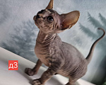 Кошки в Керчи: Котенок канадского сфинкса Девочка, 10 000 руб. - фото 2