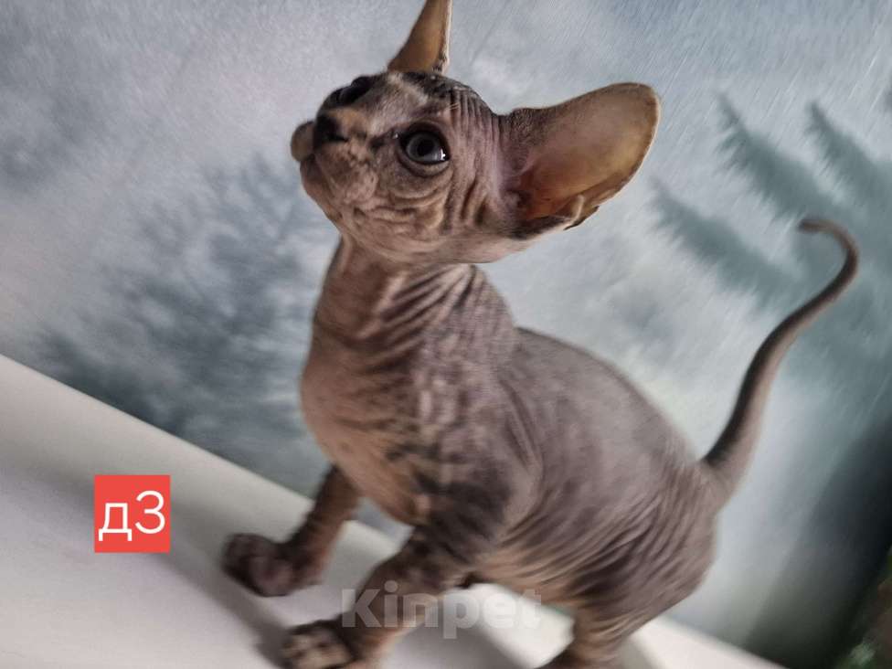 Кошки в Керчи: Котенок канадского сфинкса Девочка, 10 000 руб. - фото 2
