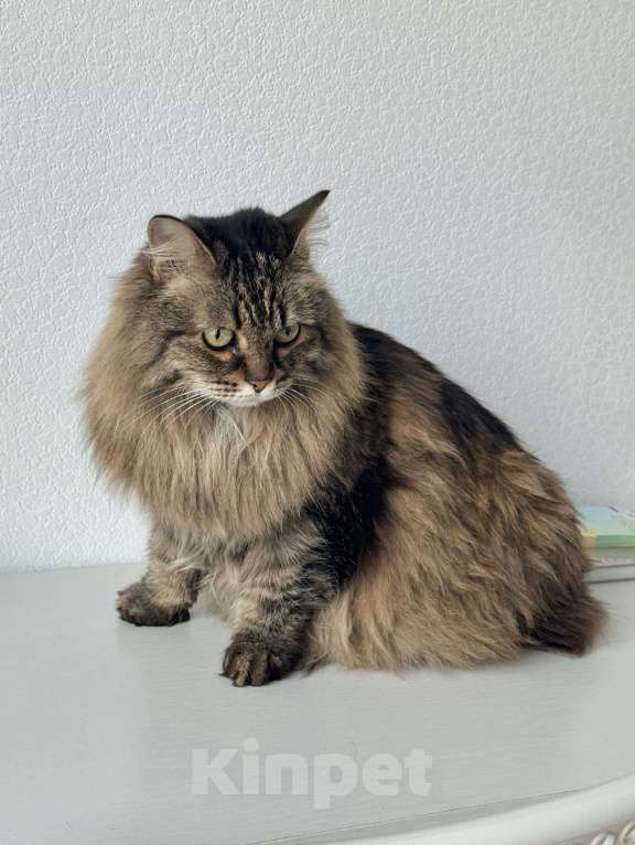 Кошки в Москве: Сибирская кошка Аська в добрые руки Девочка, Бесплатно - фото 1