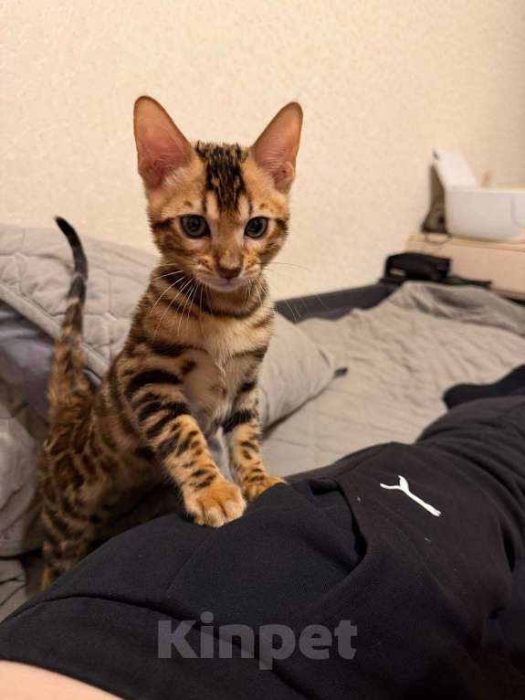 Кошки в Москве: В добрые руки Мальчик, Бесплатно - фото 2