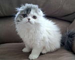 Кошки в Ярославле: Шотландская вислоухая длинношерстная девочка Девочка, 50 000 руб. - фото 3