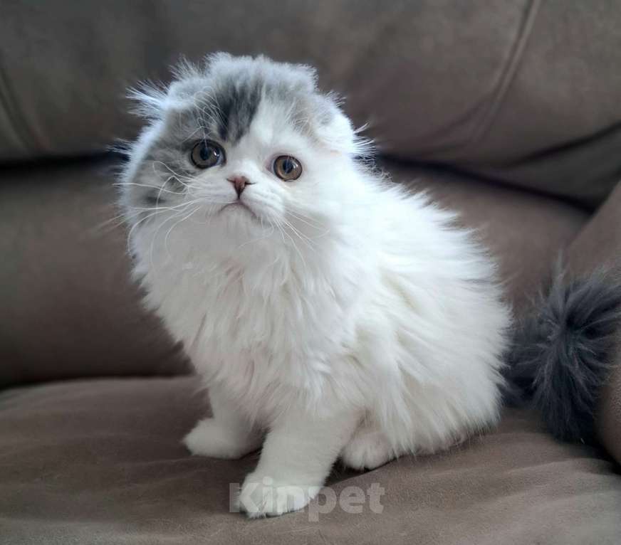 Кошки в Ярославле: Шотландская вислоухая длинношерстная девочка Девочка, 50 000 руб. - фото 3