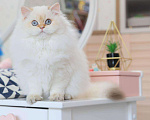 Кошки в Москве: Британская девочка Галатея Девочка, 130 000 руб. - фото 2
