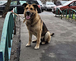 Собаки в Москве: Красавчик Джек ищет дом! Мальчик, 5 руб. - фото 1