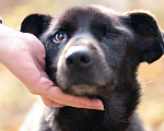 Собаки в Москве: Самый лучший домашний парень в поисках семьи! Мальчик, Бесплатно - фото 1