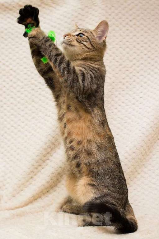 Кошки в Москве: Полосатая трехцветочка котёнок Теюшка в дар Девочка, 1 руб. - фото 8