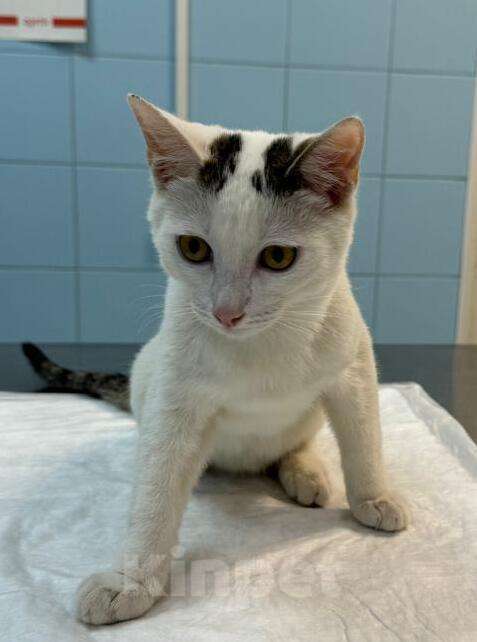 Кошки в Москве: Белый котенок подросток Месси в добрые руки Мальчик, 1 руб. - фото 2