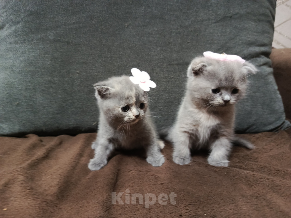 Кошки в Краснодаре: Продаю Шотландских вислоухий котят Девочка, 6 000 руб. - фото 4