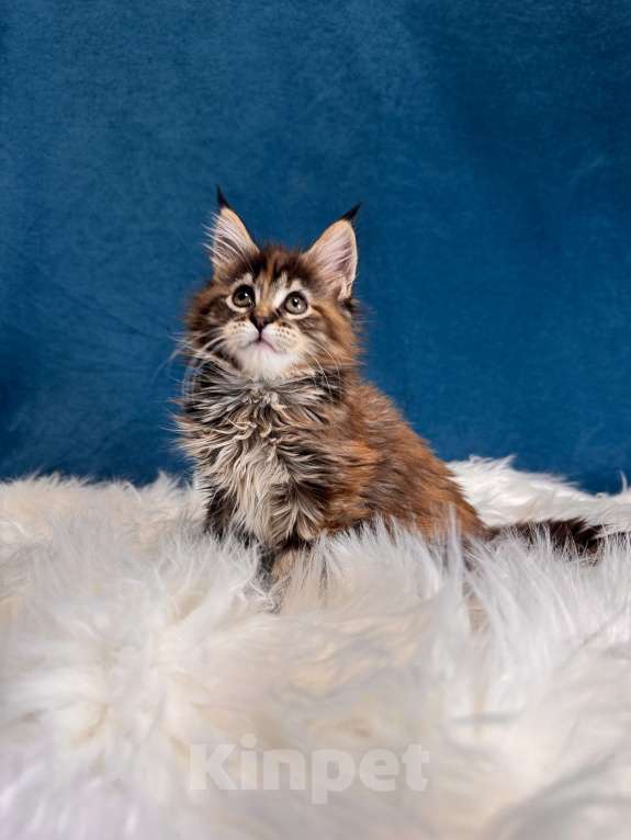 Кошки в Москве: Котенок мейн-кун девочка, шадед линия Девочка, Бесплатно - фото 2