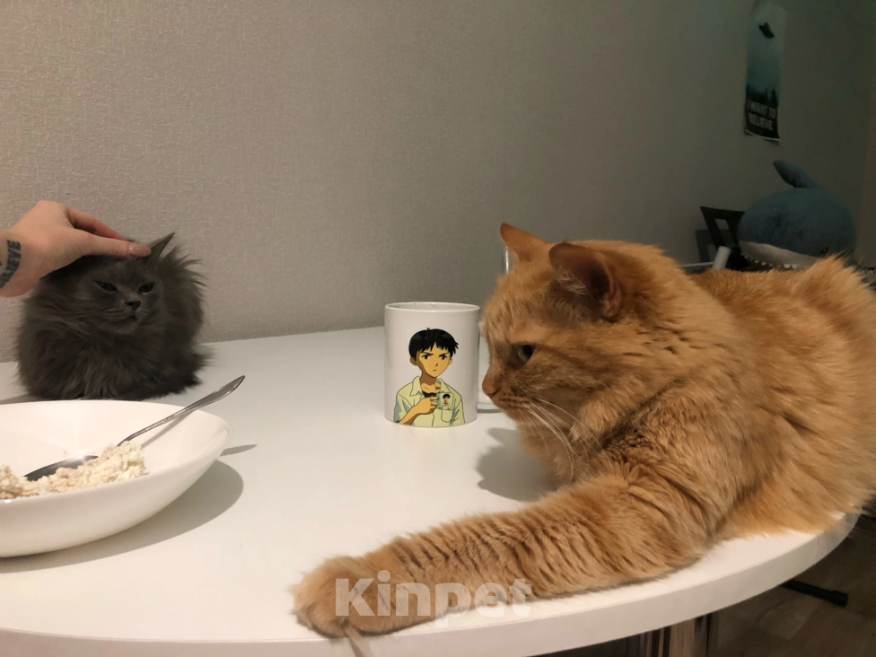 Кошки в Воронеже: Кекушевичус Девочка, Бесплатно - фото 7