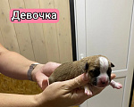 Собаки в Кинешме: Щенки Амстаффа Разнополые, 60 000 руб. - фото 3