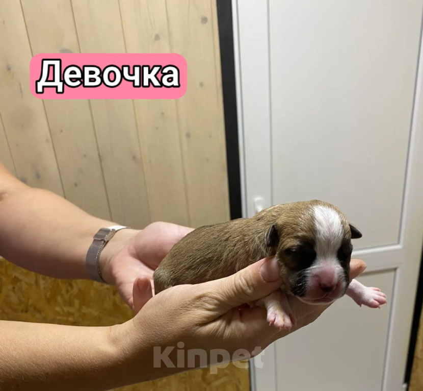 Собаки в Кинешме: Щенки Амстаффа Разнополые, 60 000 руб. - фото 3