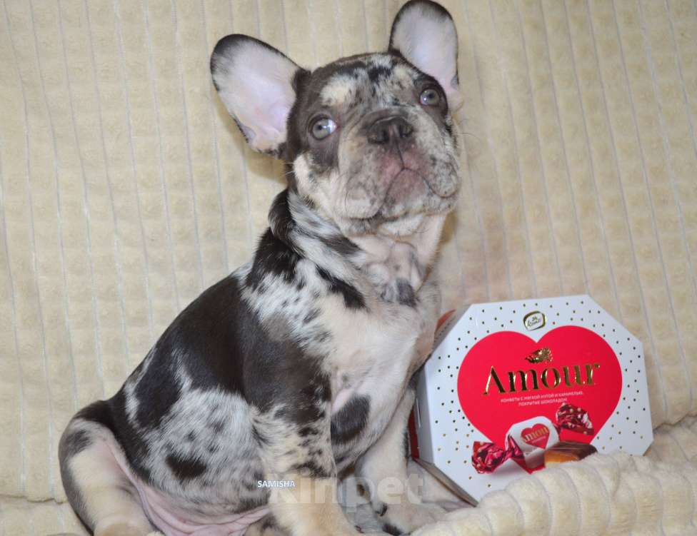 Собаки в Москве: Шоколадный мрамор Мальчик, 70 000 руб. - фото 3